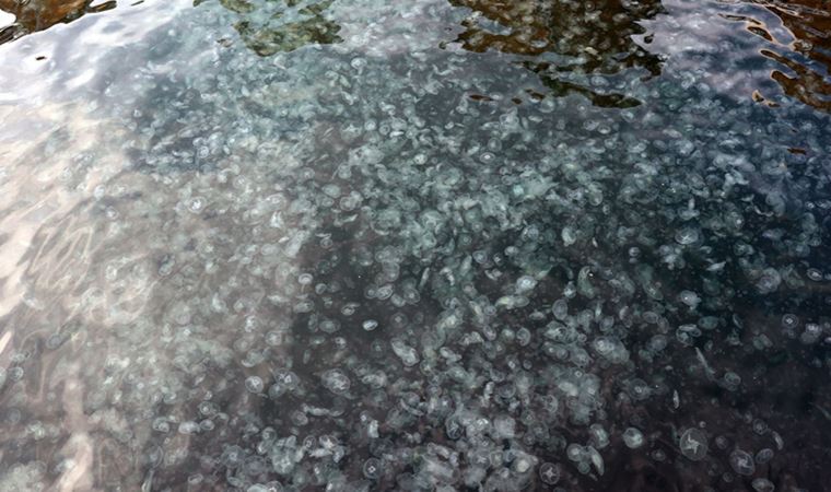 İstanbul Boğazı'nda denizanası istilası