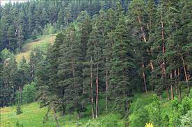 4 ilde orman yangını