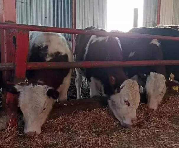 Türkiye’de hayvan pazarları kapatıldı