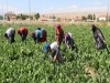 Mevsimlik tarım işçileriyle ilgili yeni