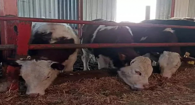 Türkiye’de hayvan pazarları
